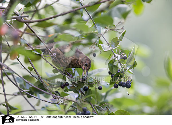 Amsel / common blackbird / MBS-12034