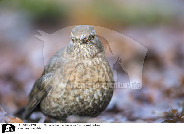 Amsel / common blackbird / MBS-12035