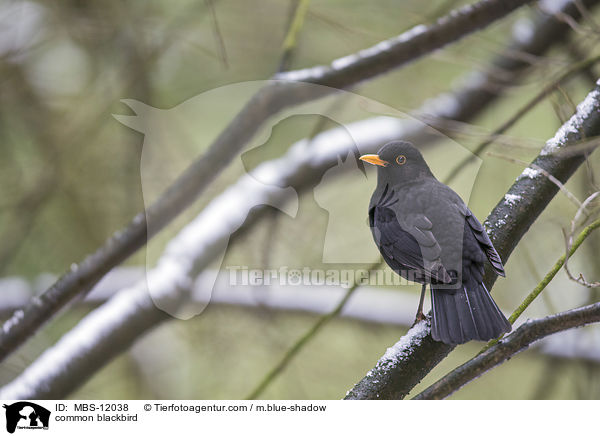 Amsel / common blackbird / MBS-12038