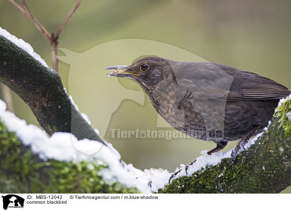 Amsel / common blackbird / MBS-12042