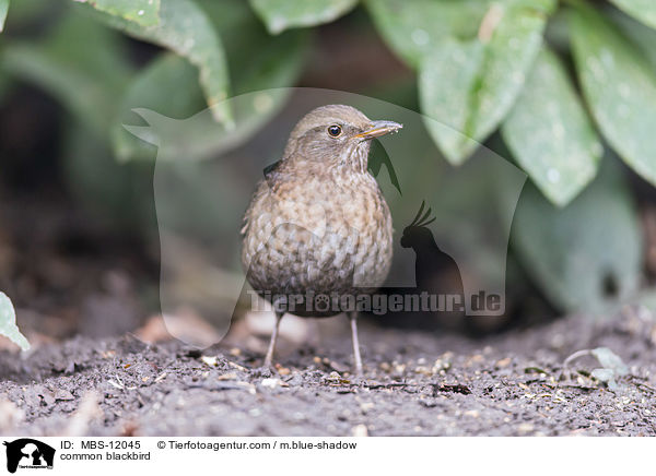 Amsel / common blackbird / MBS-12045