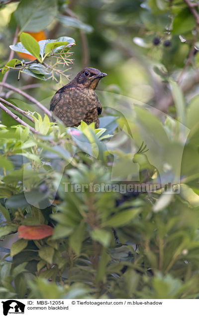 Amsel / common blackbird / MBS-12054