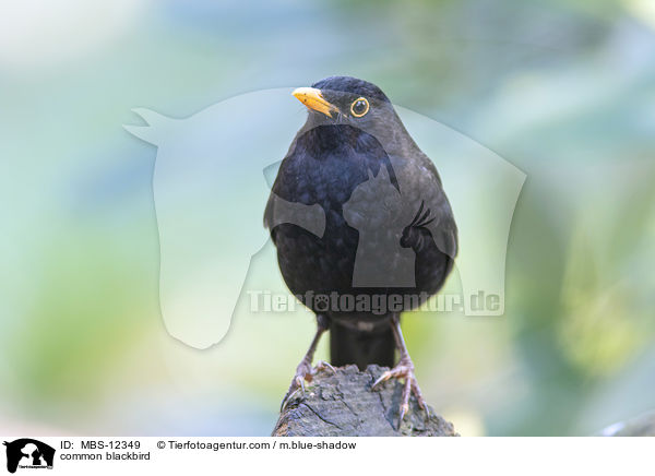 Amsel / common blackbird / MBS-12349