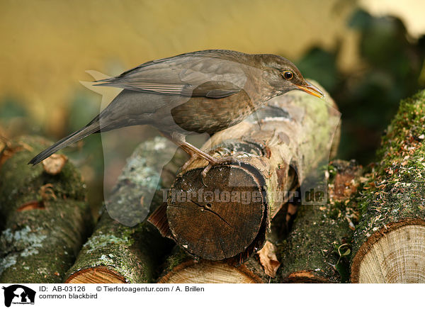 Amsel / common blackbird / AB-03126