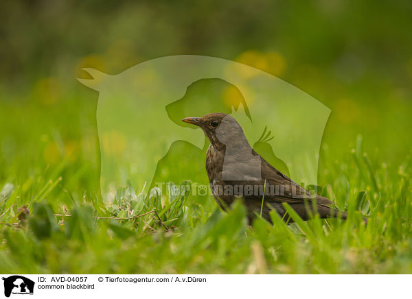 Amsel / common blackbird / AVD-04057