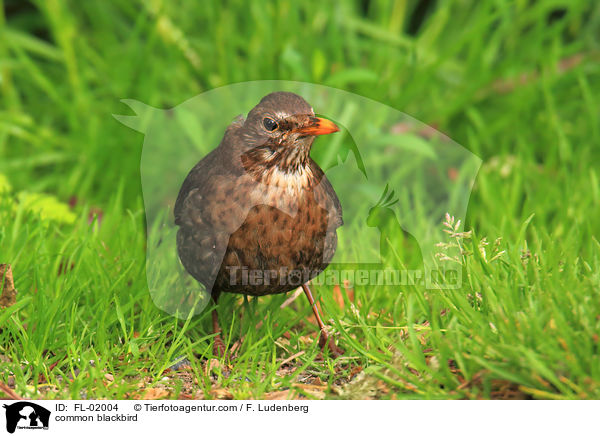 Amsel / common blackbird / FL-02004