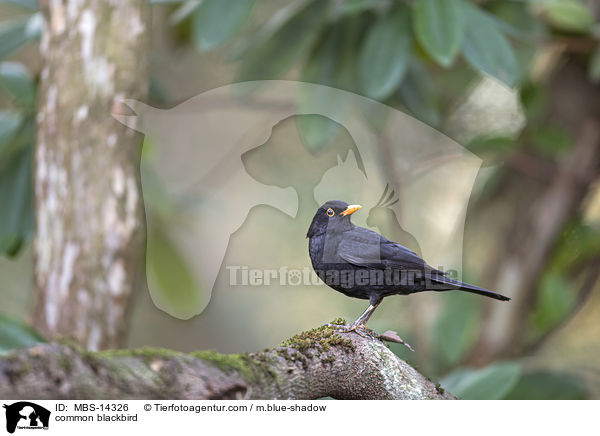 Amsel / common blackbird / MBS-14326