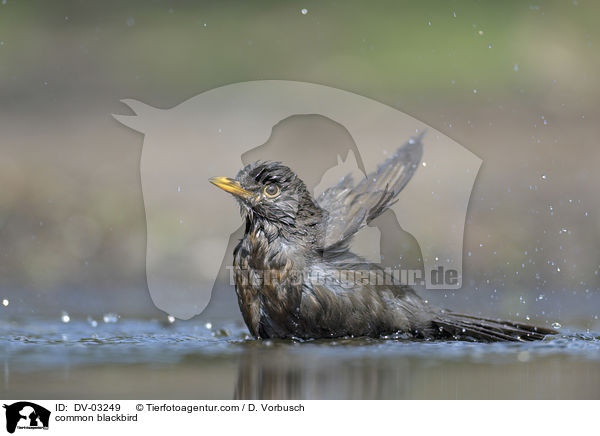 Amsel / common blackbird / DV-03249