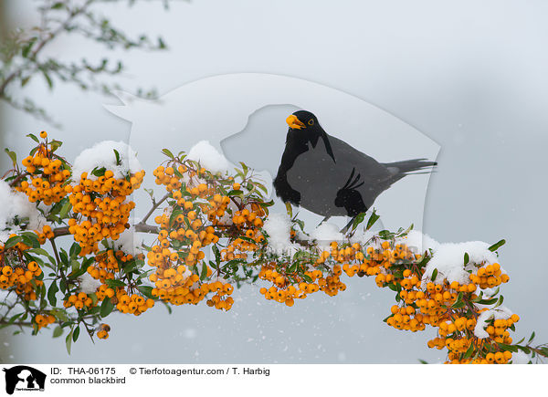 common blackbird / THA-06175