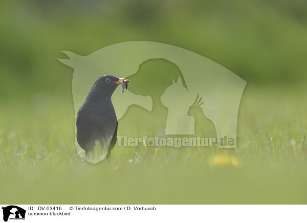 Amsel / common blackbird / DV-03416