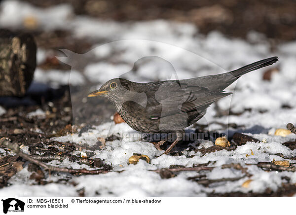 Amsel / common blackbird / MBS-18501