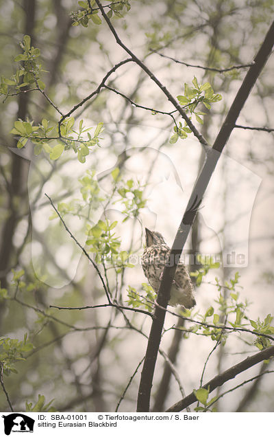 sitzende Amsel / sitting Eurasian Blackbird / SBA-01001