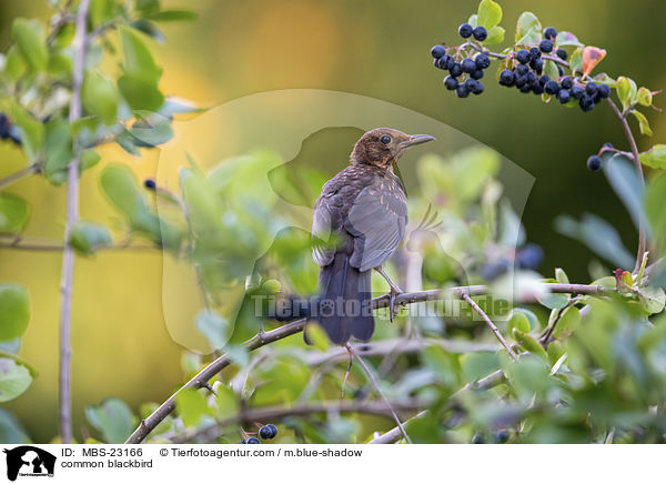 Amsel / common blackbird / MBS-23166