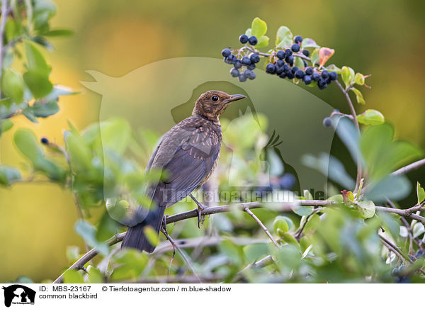Amsel / common blackbird / MBS-23167