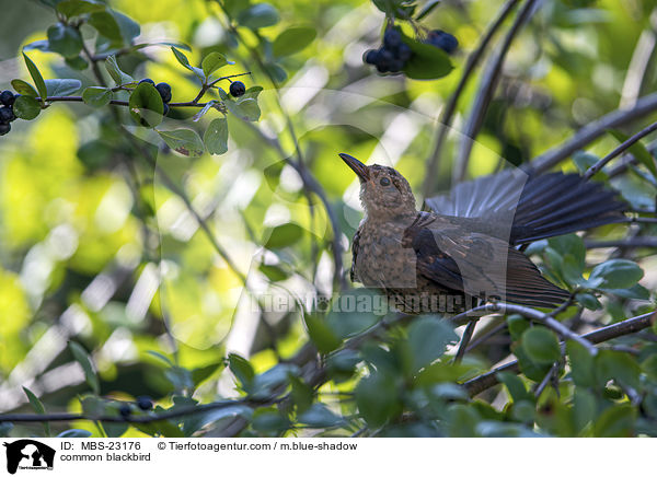 Amsel / common blackbird / MBS-23176