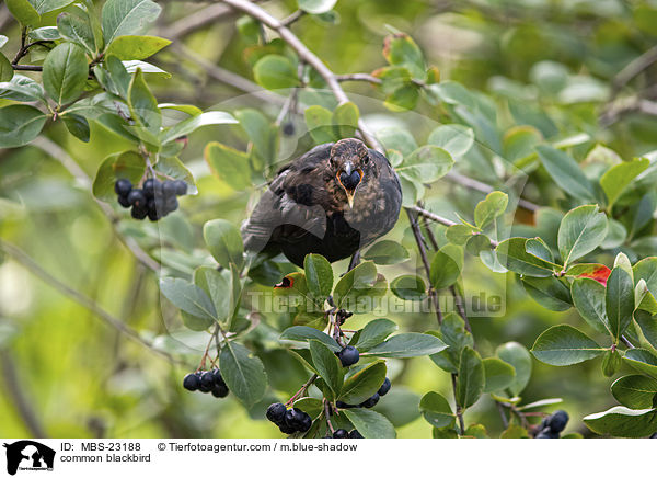 Amsel / common blackbird / MBS-23188