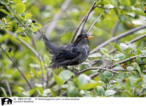 Amsel / common blackbird / MBS-23195