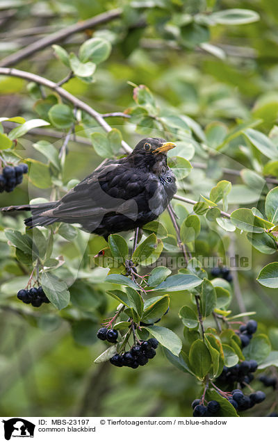Amsel / common blackbird / MBS-23197
