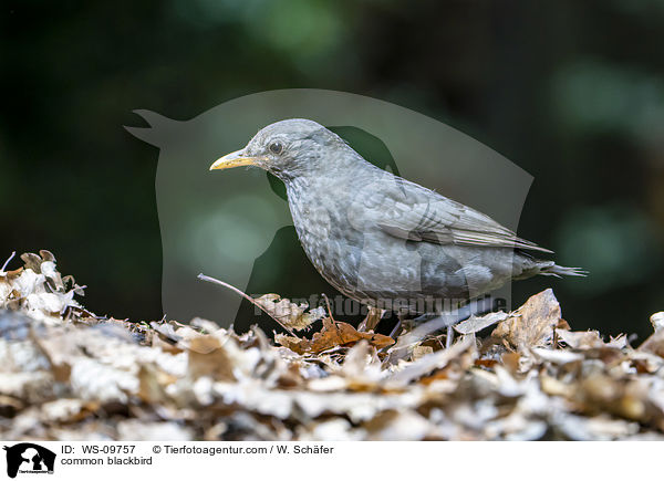 Amsel / common blackbird / WS-09757