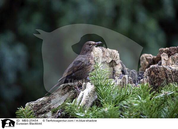 Amsel / Eurasian Blackbird / MBS-25454