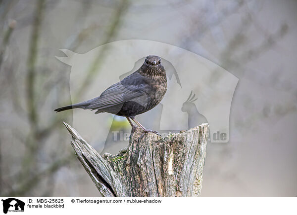 female blackbird / MBS-25625