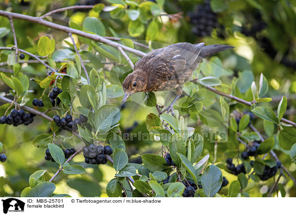 female blackbird / MBS-25701