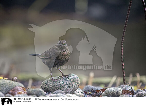 weibliche Amsel / female blackbird / MBS-25704