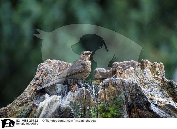 weibliche Amsel / female blackbird / MBS-25722