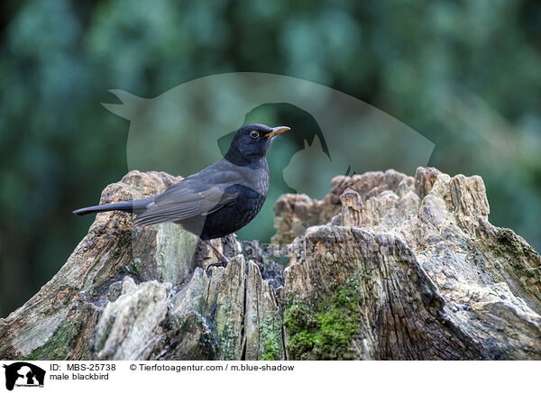 mnnliche Amsel / male blackbird / MBS-25738