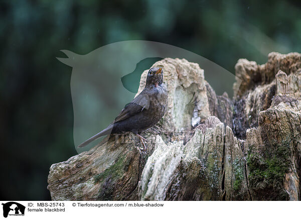 weibliche Amsel / female blackbird / MBS-25743
