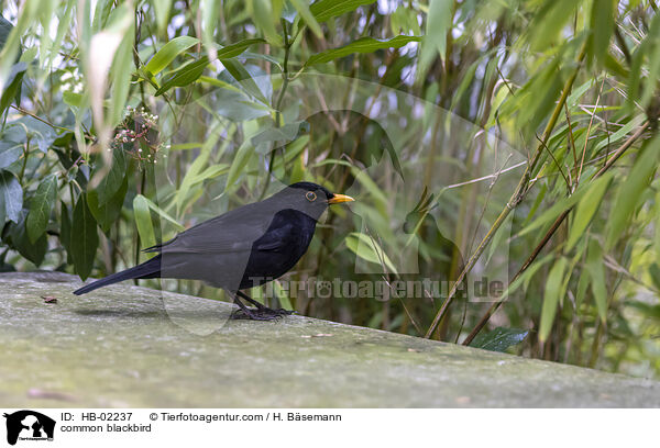 Amsel / common blackbird / HB-02237