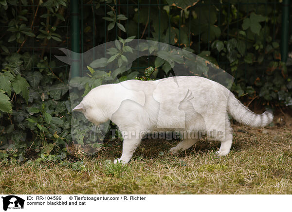 common blackbird and cat / RR-104599