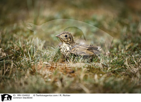 Amsel / common blackbird / RR-104602