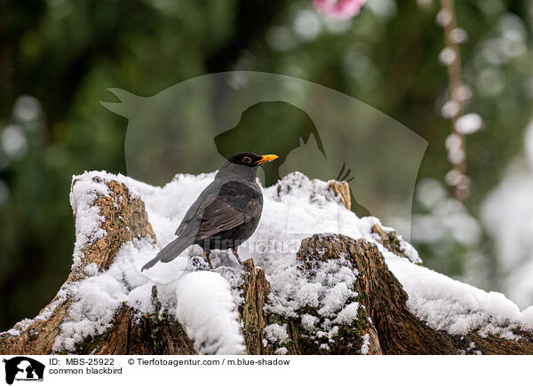 Amsel / common blackbird / MBS-25922