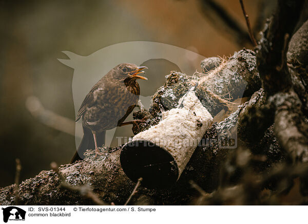 common blackbird / SVS-01344