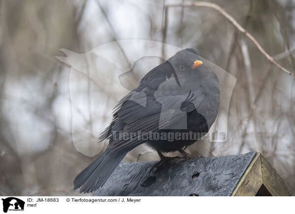 Amsel / merl / JM-18683