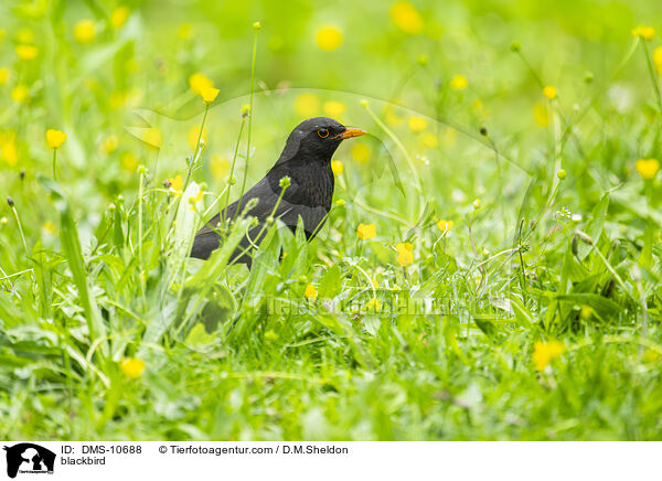 blackbird / DMS-10688