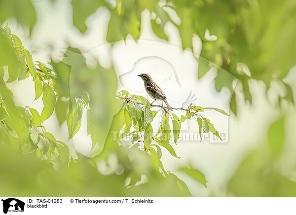 blackbird / TAS-01283