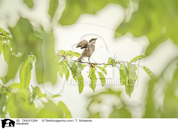 blackbird / TAS-01284