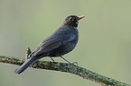 common blackbird
