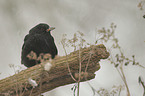 common blackbird