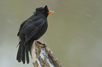 common blackbird