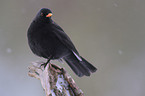 common blackbird