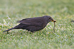 common blackbird