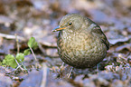 common blackbird