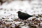 common blackbird