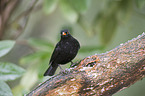 common blackbird
