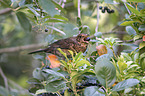 common blackbird