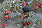 common blackbird