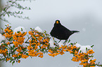common blackbird